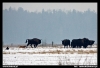 Nazwa pliku: 36 090115-0667-Białowieża.jpg
Rozmiar pliku: 120KB
Wymiary: 720x493
Data dodania: 23 Stycznia 2009 36 090115-0667-Białowieża.jpg