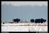 36 090115-0667-Białowieża.jpg