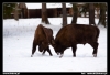 Nazwa pliku: 40 090116-0853-Białowieża.jpg
Rozmiar pliku: 97KB
Wymiary: 720x493
Data dodania: 23 Stycznia 2009 40 090116-0853-Białowieża.jpg