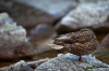 090907-0180-Morskie Oko czb.jpg