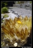 Nazwa pliku: 20 Aci Castello.jpg
Rozmiar pliku: 252KB
Wymiary: 418x610
Data dodania: 15 Września 2006 20 Aci Castello.jpg