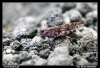 Nazwa pliku: 70 Etna.jpg
Rozmiar pliku: 453KB
Wymiary: 900x616
Data dodania: 15 Września 2006 70 Etna.jpg